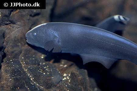 Black Ghost (Apteronotus albifrons)