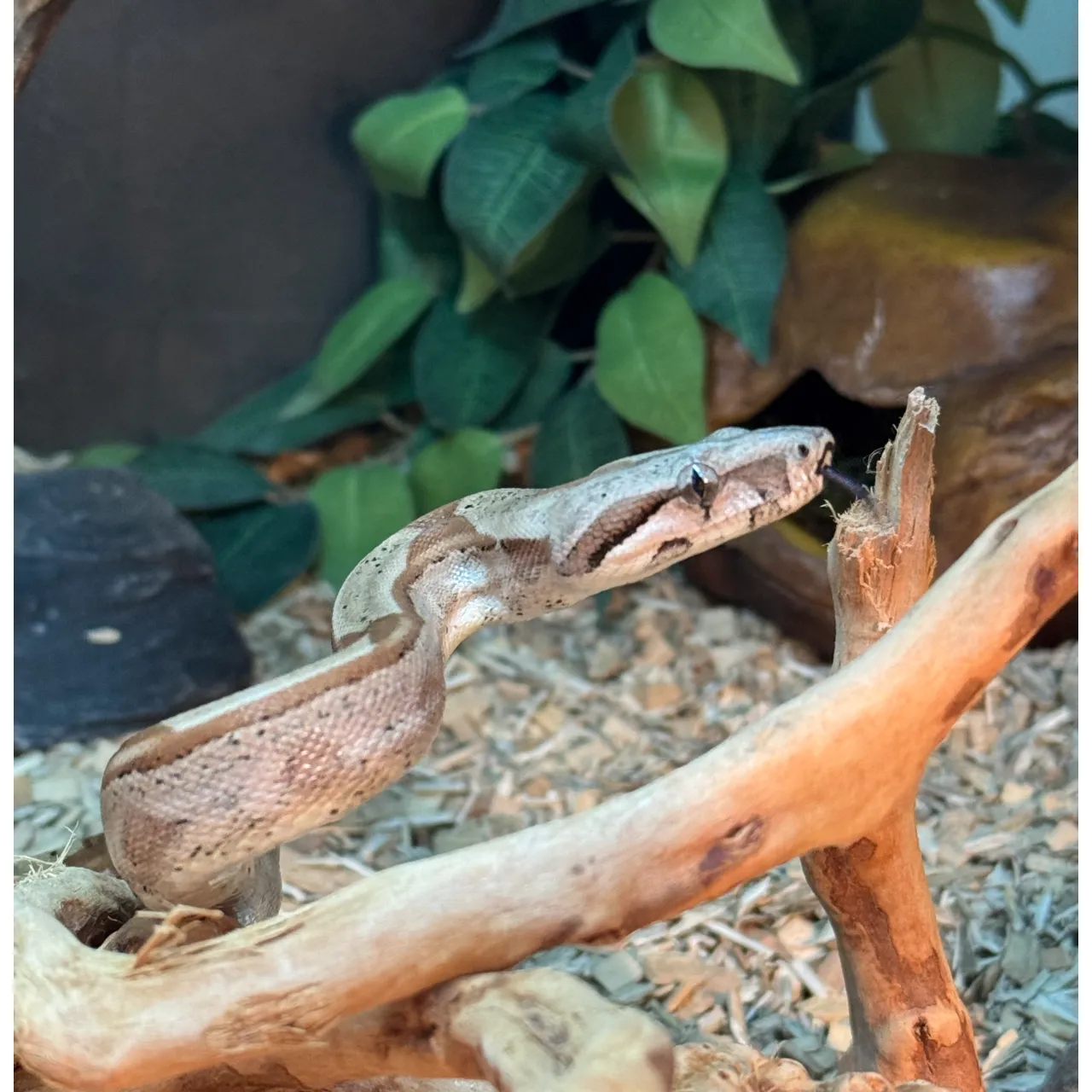 Kongeboa Hypo Keltic Het Moonglow Kahl linie 0,1 - Boa Constrictor
