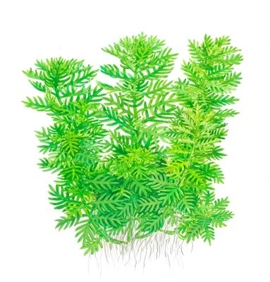 Tropica Hottonia Palustris 1-2-Grow