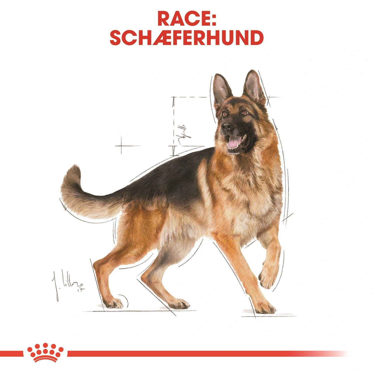 Royal Canin German Shepherd Adult 11 kg - tørfoder til voksne hunde