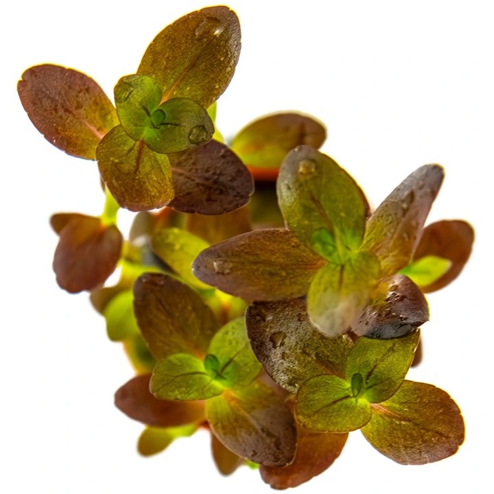 Tropica Akvarieplante i potte Bacopa salzmanni Purple
