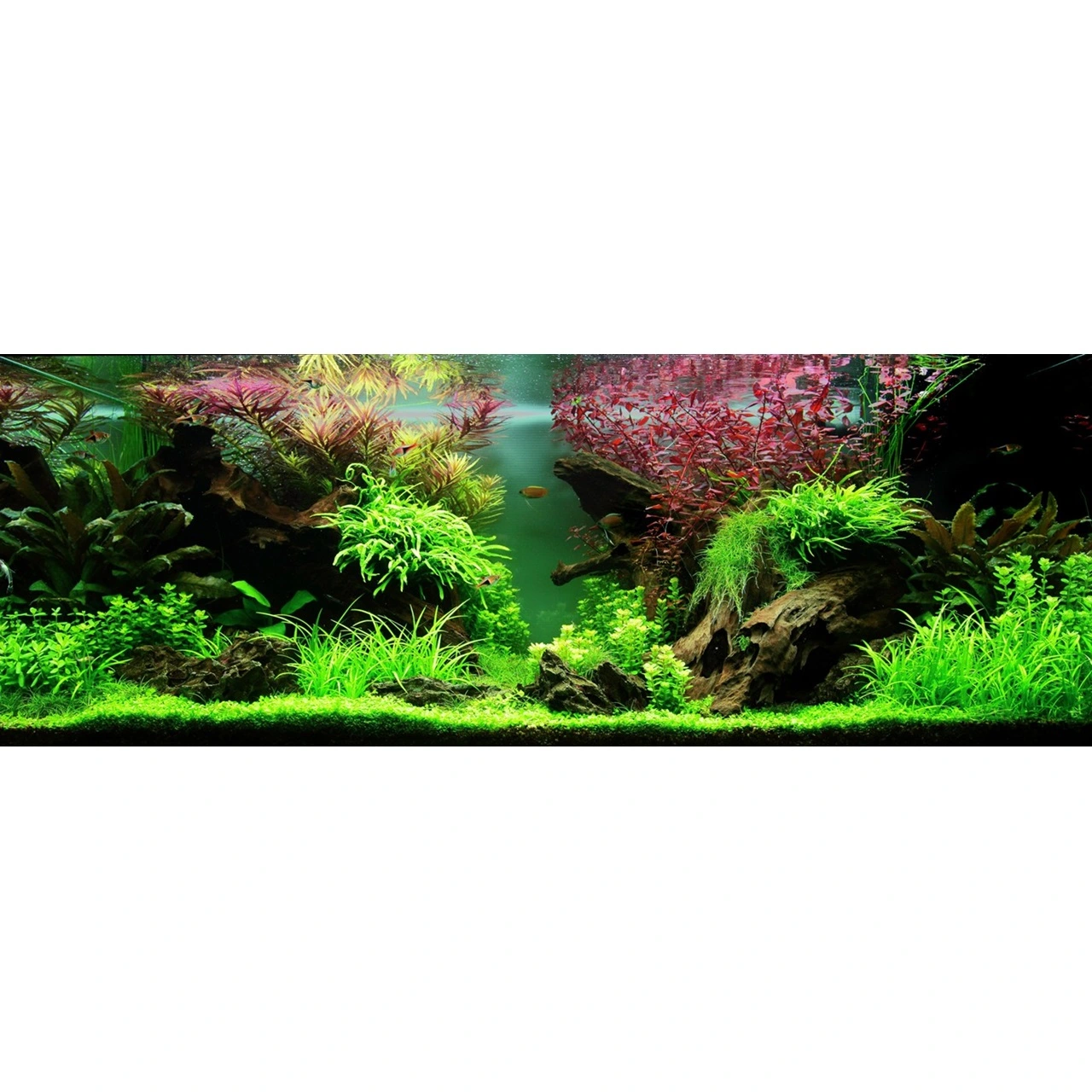 Tropica Akvarieplante i potte Ludwigia palustris Super Red