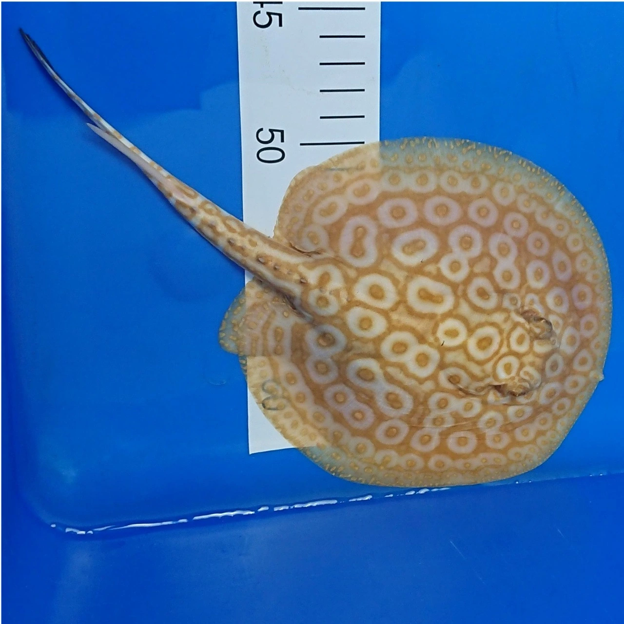 Ferskvandsrokke Potamotrygon Jabuti - Albino Pearl Han Ø 13 cm