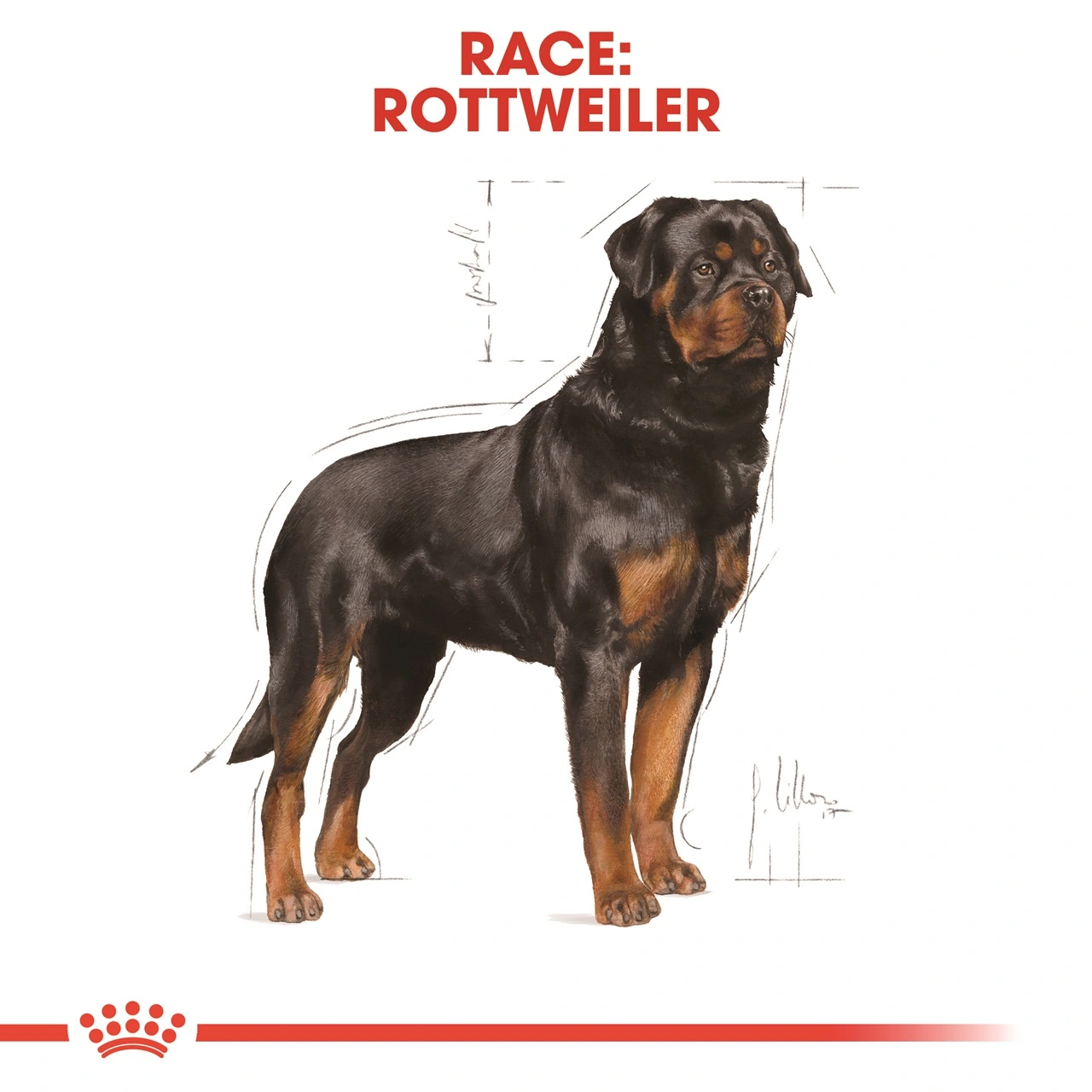 Royal Canin Rottweiler Adult 12 kg - tørfoder til voksne hunde