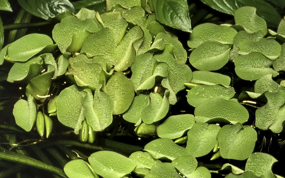 Tropica Salvinia Minima 1-2-GROW