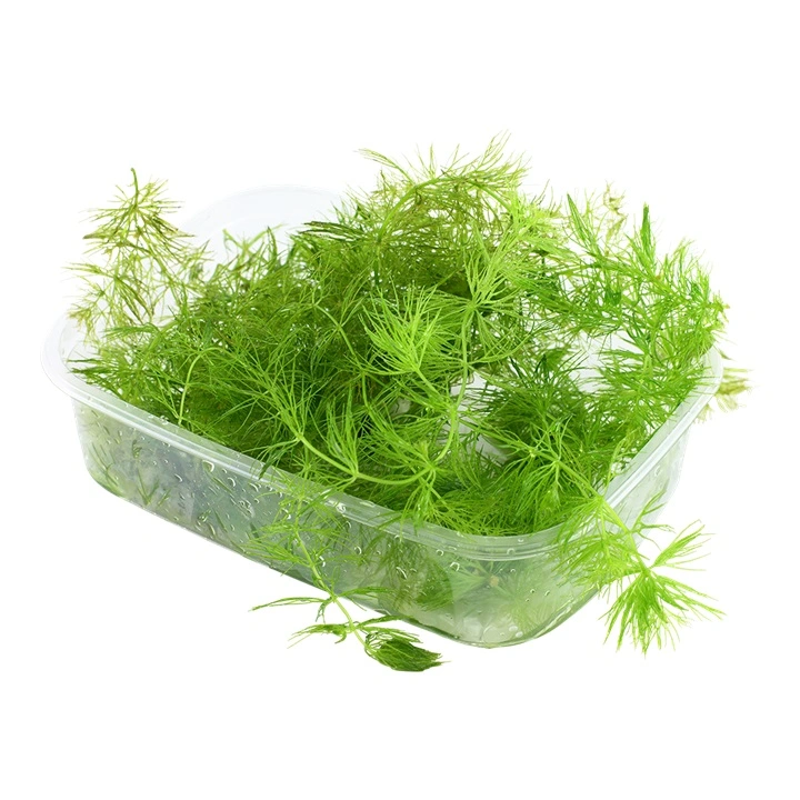 Tropica Akvarieplante i portion Ceratophyllum demersum Foxtail