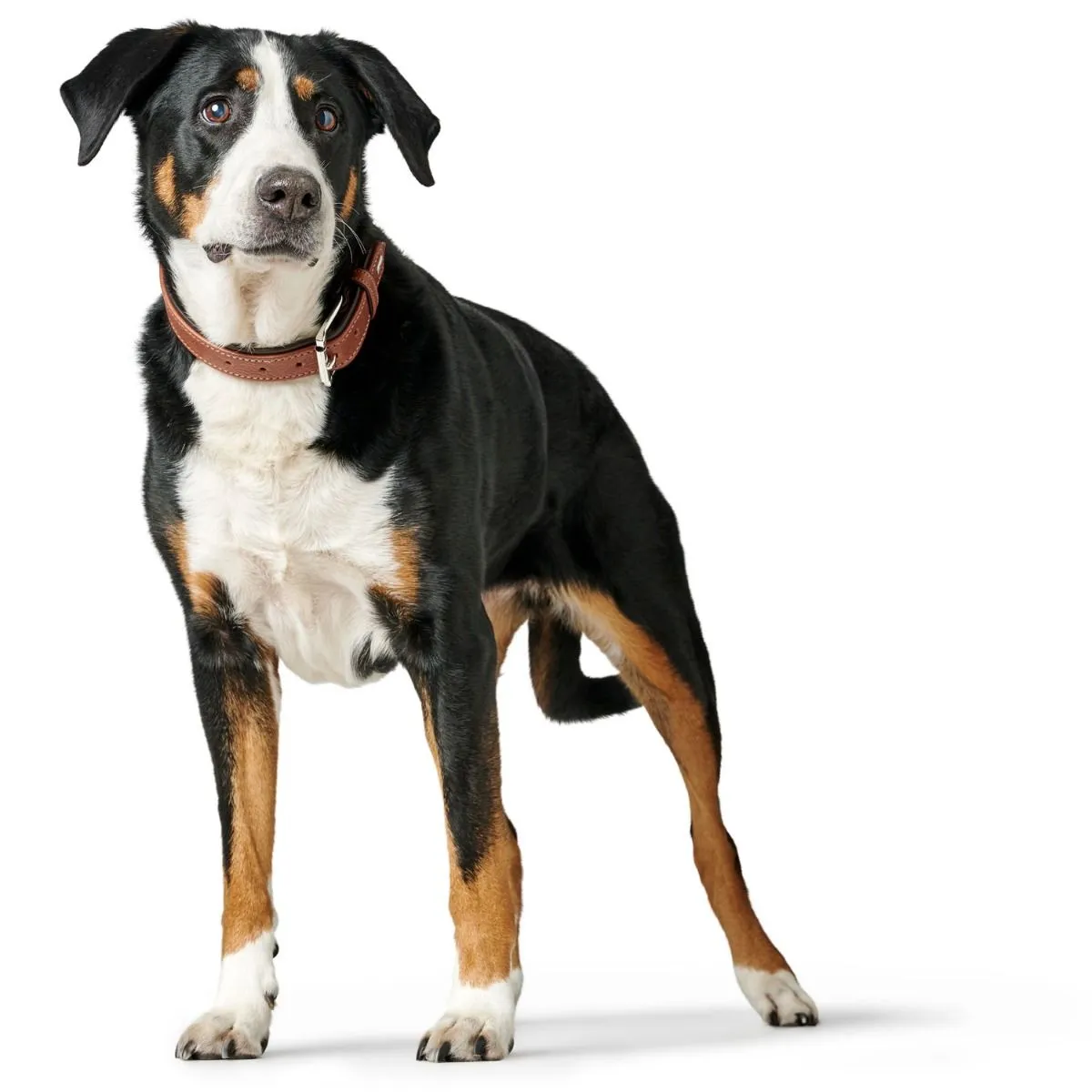 Hunter Canadian UP Hundehalsbånd Large 65 Cognac/Sort - 50-56 cm