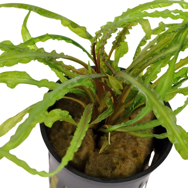 Tropica Akvarieplante i potte Cryptocoryne crispatula
