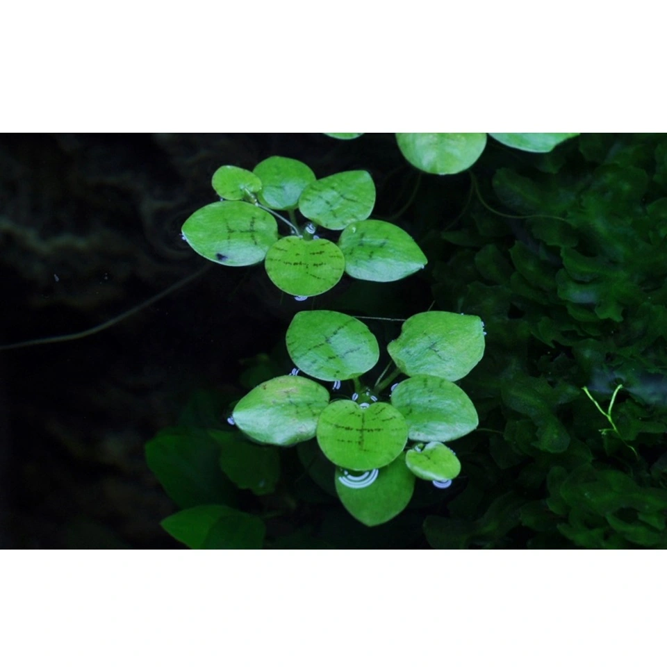 Tropica Limnobium laevigatum 1-2-GROW