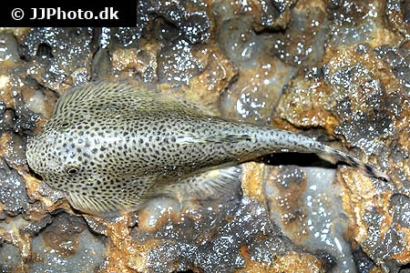 Spættet Finnesuger (beaufortia leveretti)