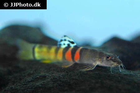 Sumo Smerling (Schistura balteata)