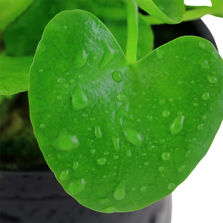 Tropica Akvarieplante i potte Nymphoides hydrophylla Taiwan