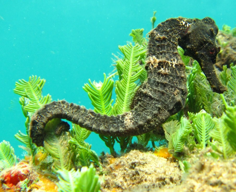 Vestatlantisk Søhest (Hippocampus erectus) - opdrættet