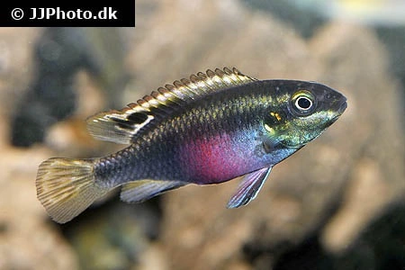 Kribensis (Pelvicachromis pulcher)