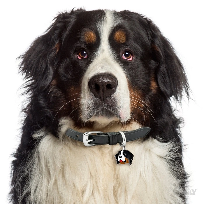 My Family Hundetegn Friends Berner Sennenhund