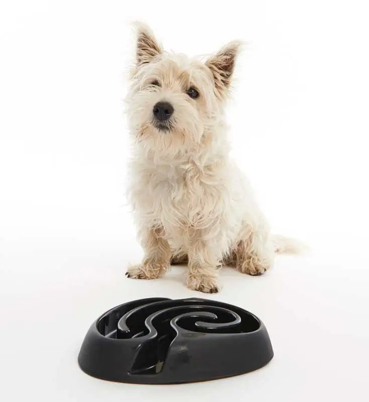 Buster dogmaze (sort)