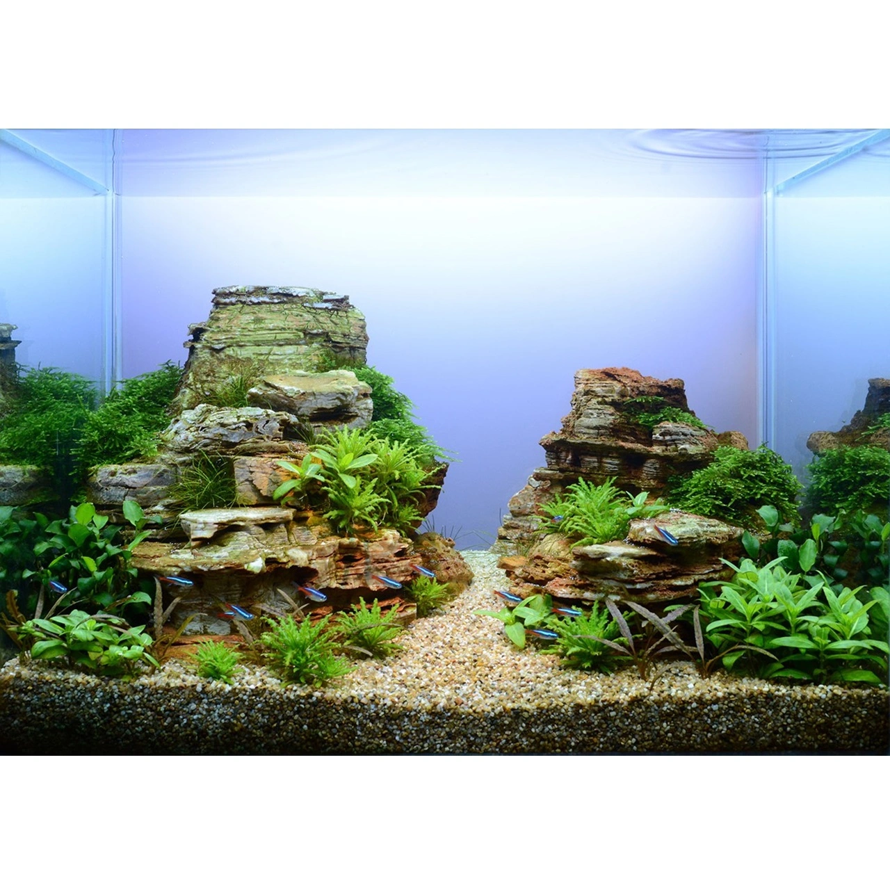 Tropica Taxiphyllum Spiky 1-2-GROW