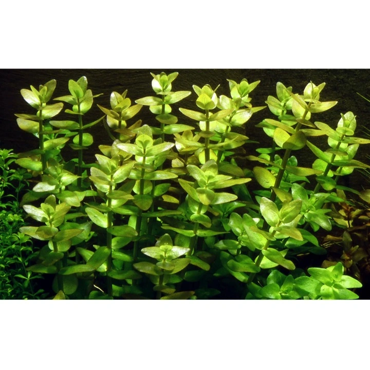 Tropica MiniPot Bacopa caroliniana