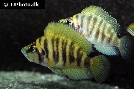 Altolamprologus compressiceps