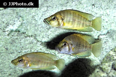 Altolamprologus compressiceps