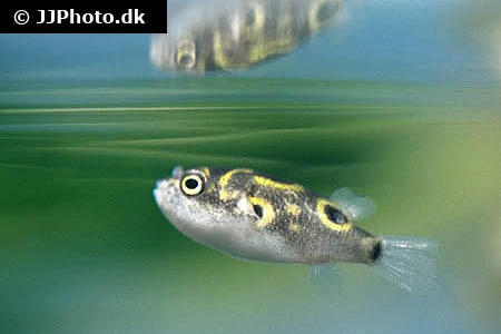 Ottetals Kuglefisk (tetraodon biocellatus)