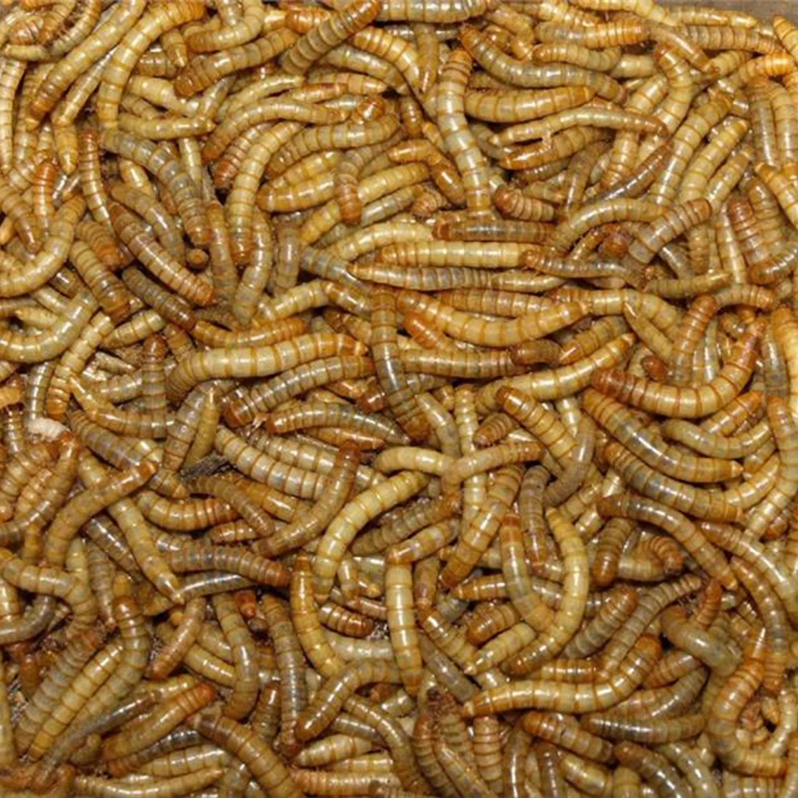 Melorme Tørret 1 kg