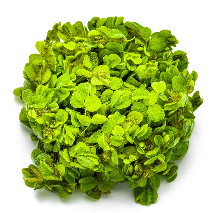 Tropica Salvinia Minima 1-2-GROW