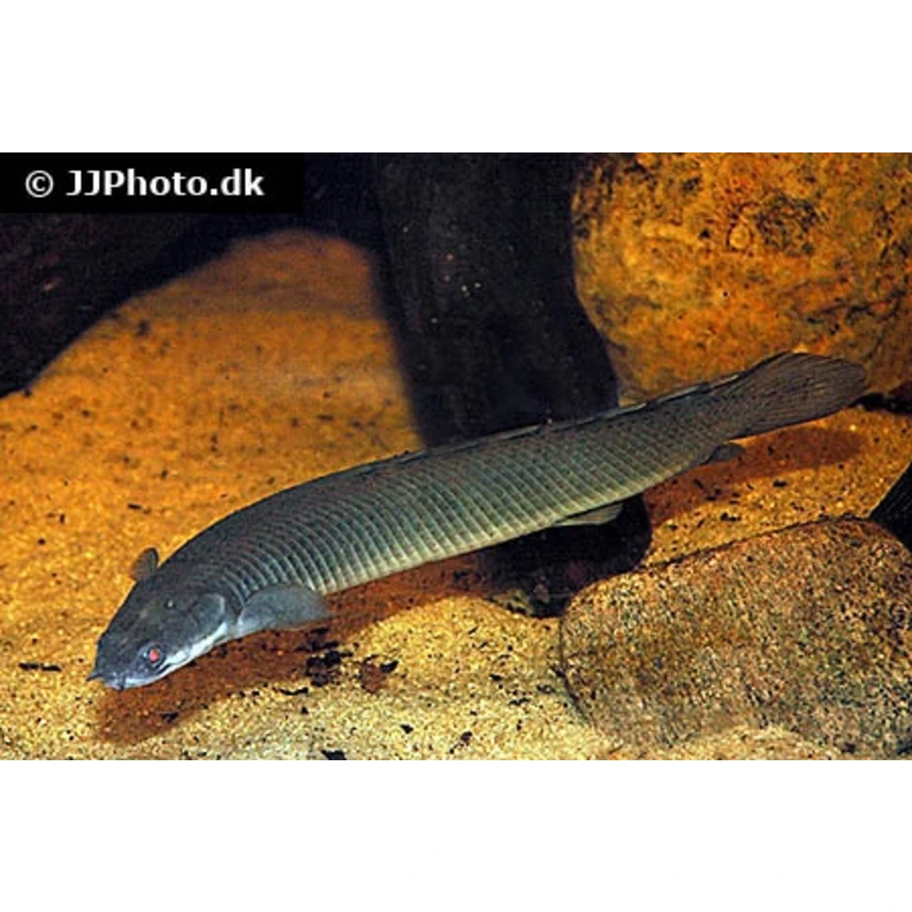 Polypterus Senegalus Senegal Bichir