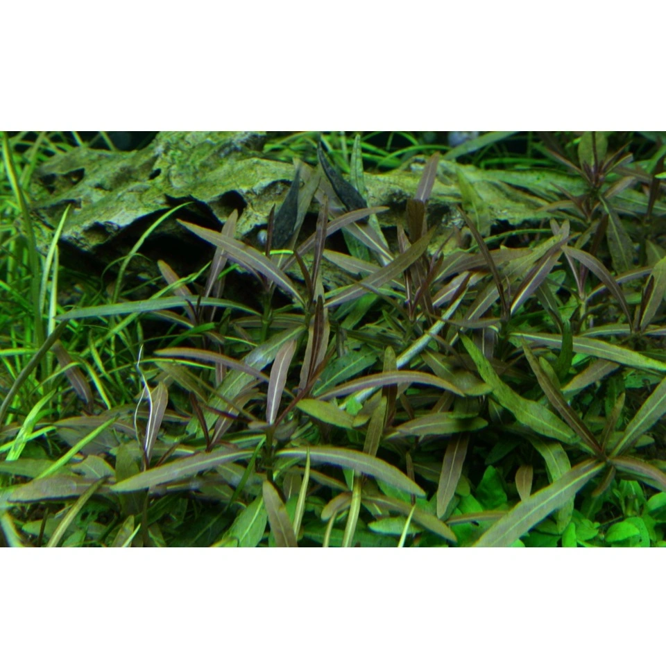 Tropica Hygrophila 'Araguaia' 1-2-GROW x 3