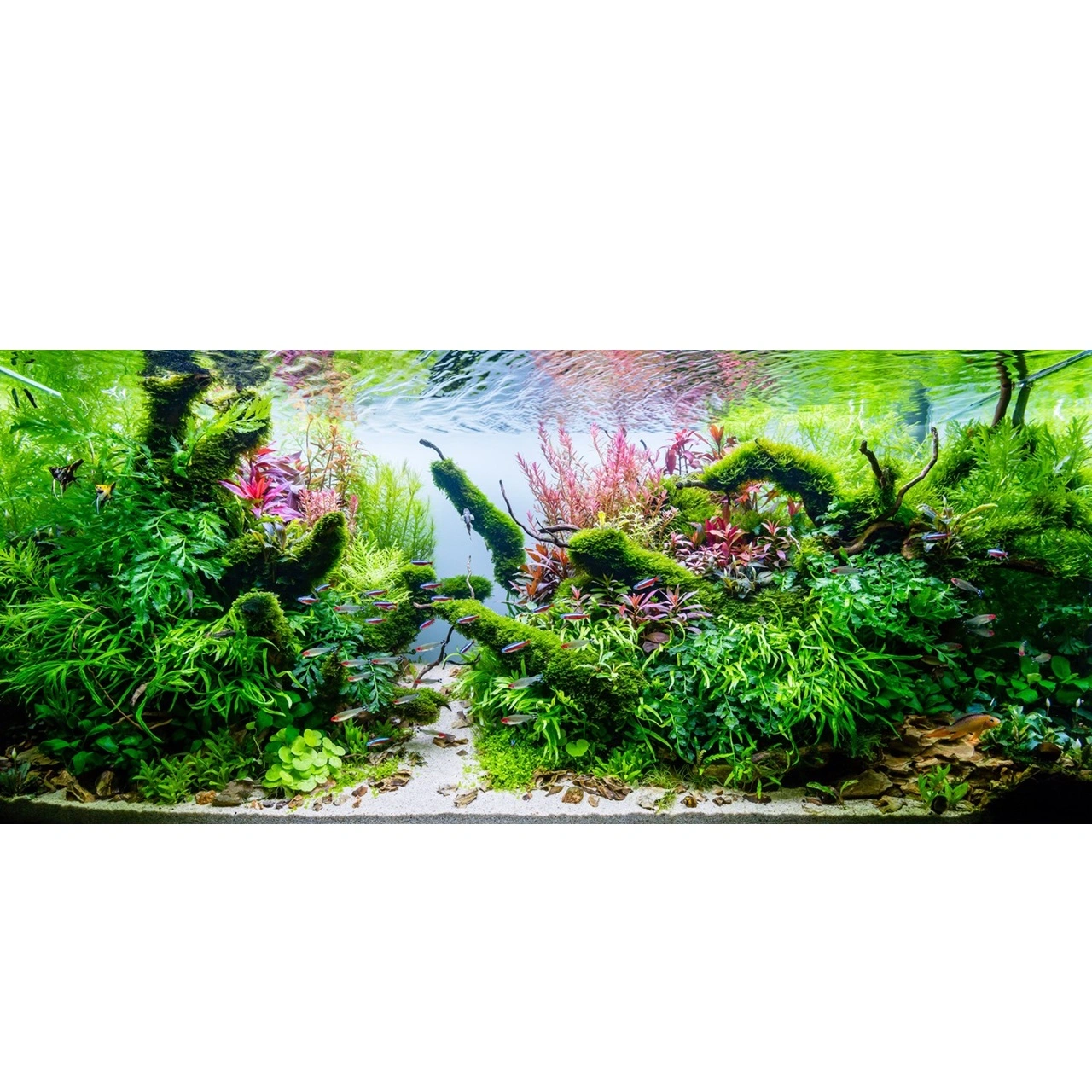 Tropica Micranthemum Monte Carlo 1-2-Grow x 3