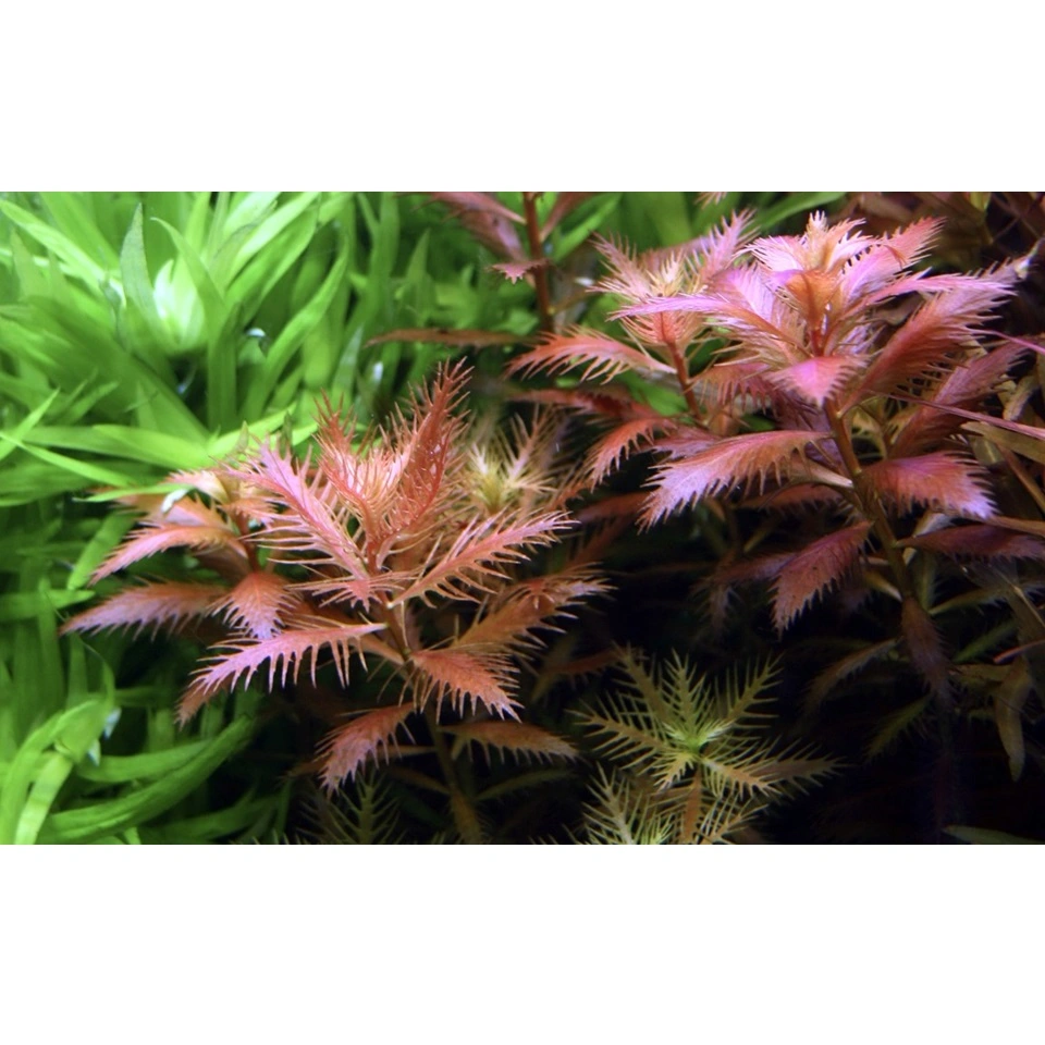 Tropica Proserpinaca palustris 1-2-GROW x 3