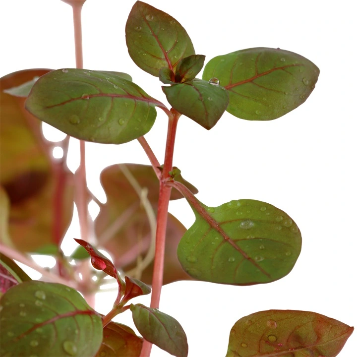Tropica Akvarieplante i potte Ludwigia palustris Super Red