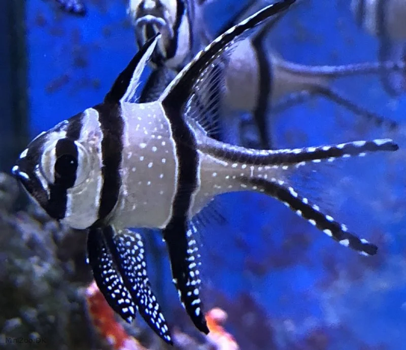 Pterapogon kauderni 3-5 cm