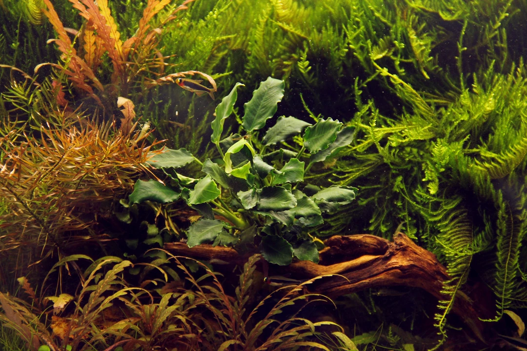 Tropica Akvarieplante i potte Anubias barteri variant nana Kirin
