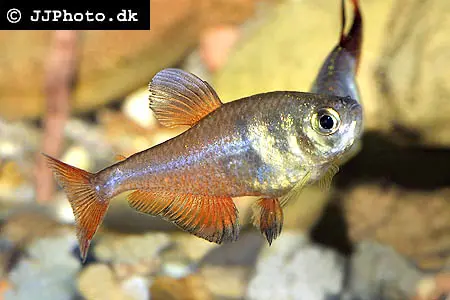 Rød Rio Tetra (Hyphessobrycon flammeus)