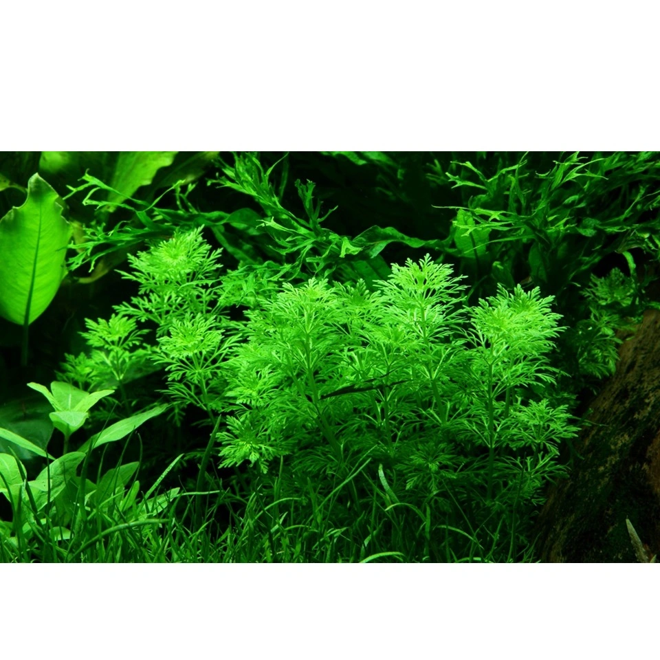 Tropica Akvarieplante i potte Limnophila sessiliflora