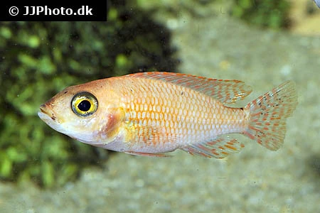 Ild Påfugle Cichlide (Aulonocara sp. Firefish)