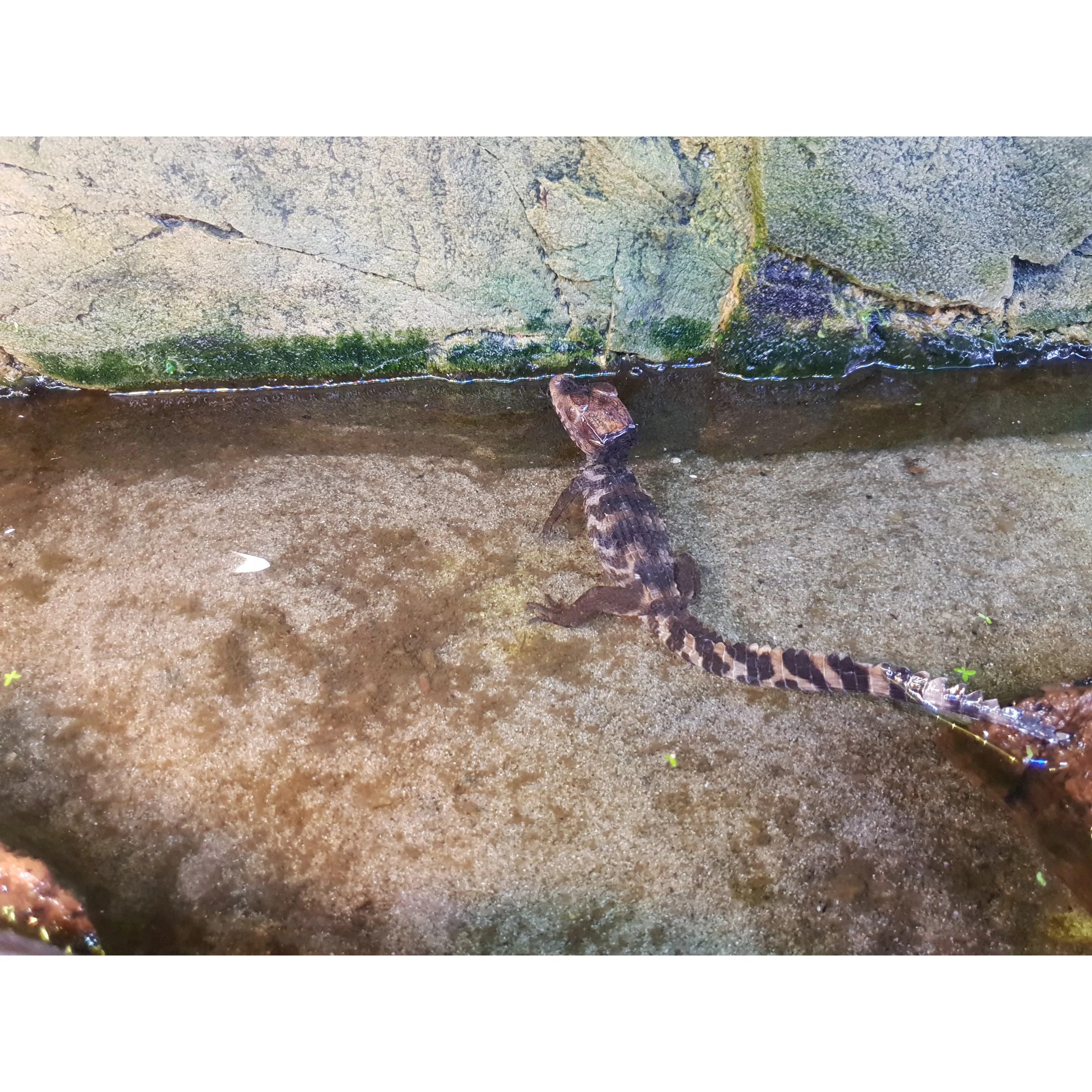 Dværg kaiman (Paleosuchus palbebrosus)