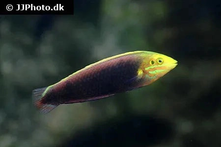 Halichoeres iridis