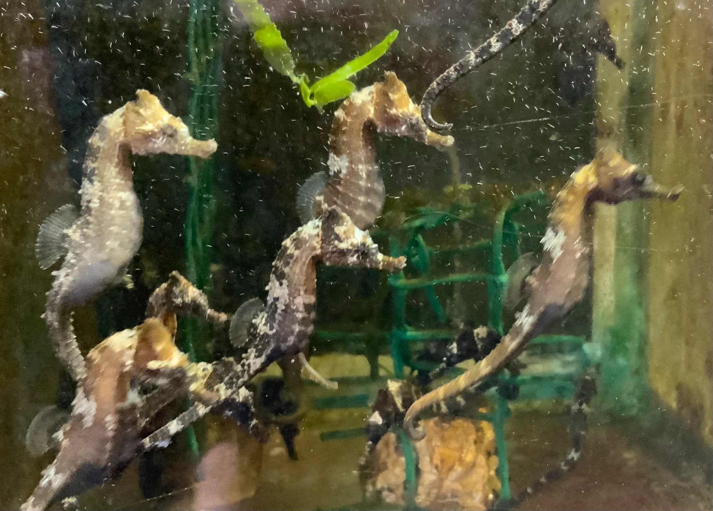 Vestatlantisk Søhest (Hippocampus erectus) - opdrættet