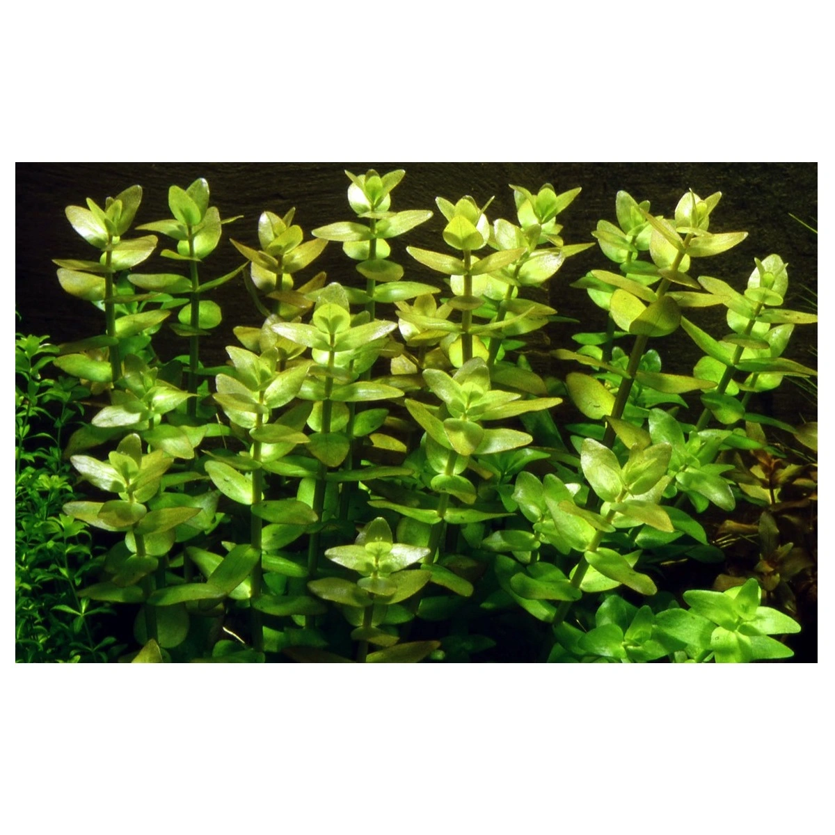 Tropica Akvarieplante i potte Bacopa caroliniana