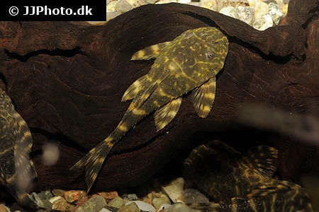 L-104 Panaqolus maccus Klovnsugemalle