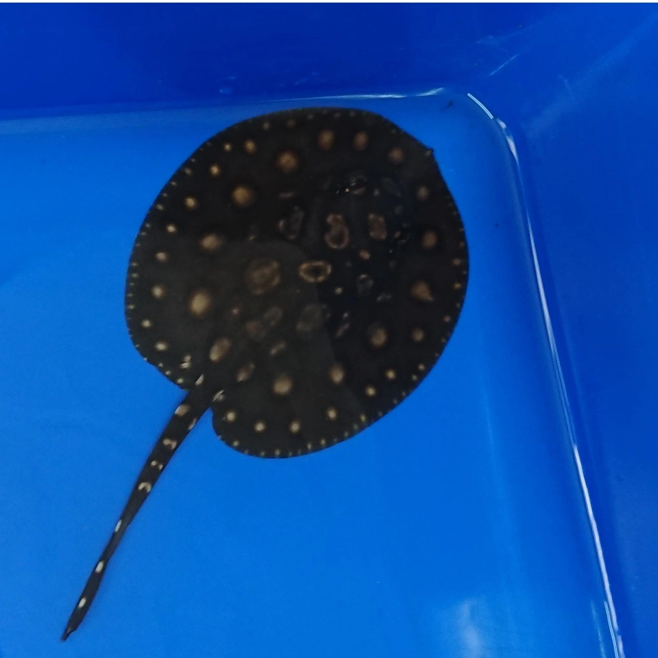 Ferskvandsrokke Potamotrygon Black Diamond Big Spot Ø 10 cm