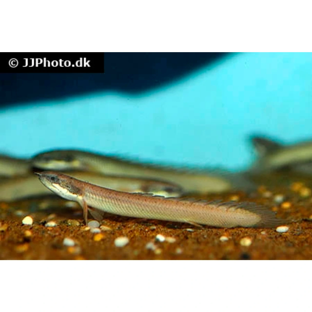 Polypterus Senegalus Senegal Bichir