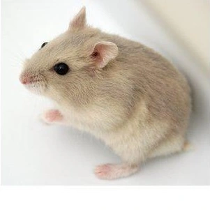 Beige Dværghamster (Phodophus sungorus)