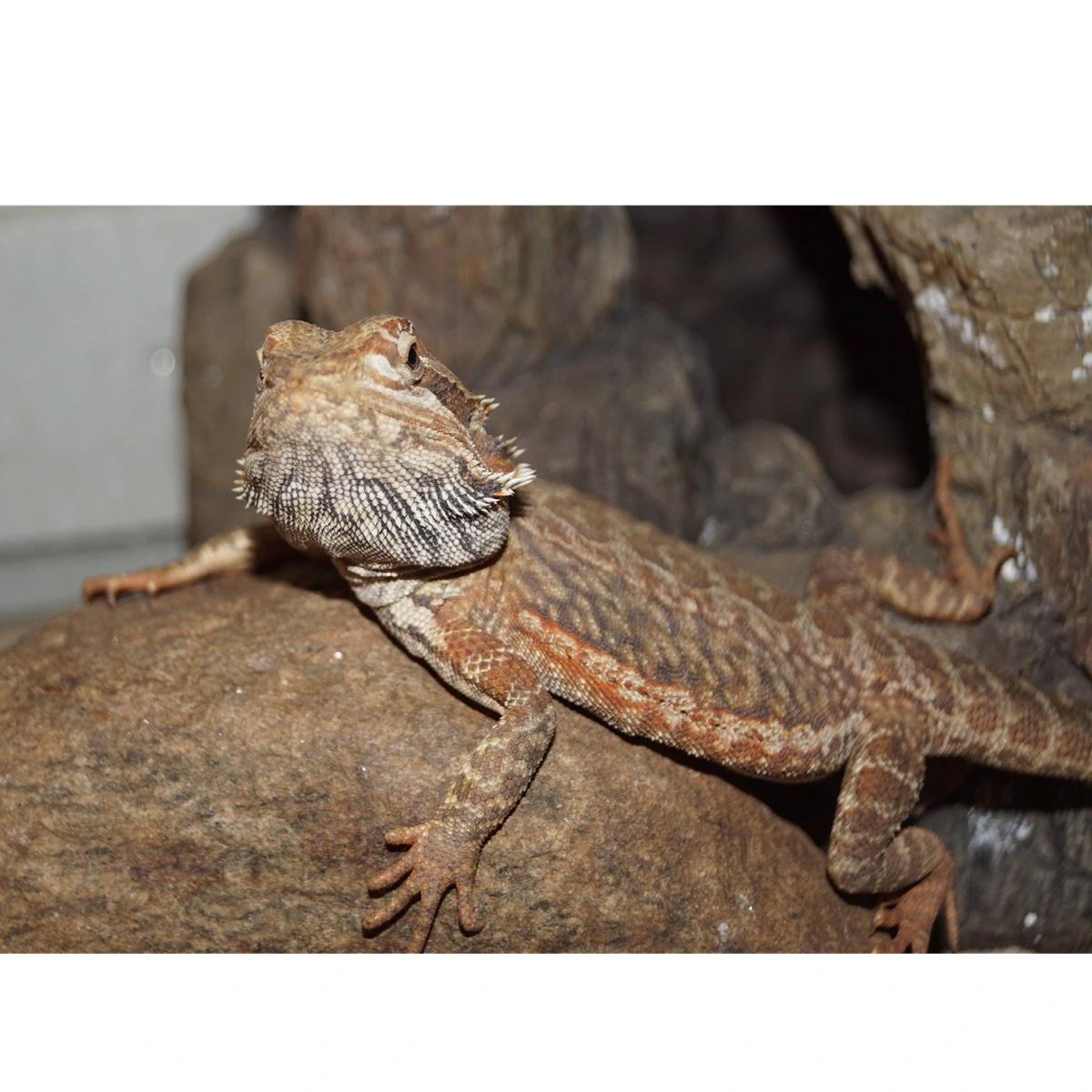 Skægagame ungdyr (Pogona Vitticeps)