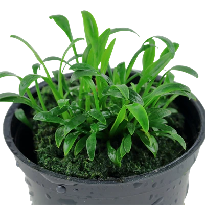 Tropica Akvarieplante i potte Cryptocoryne parva