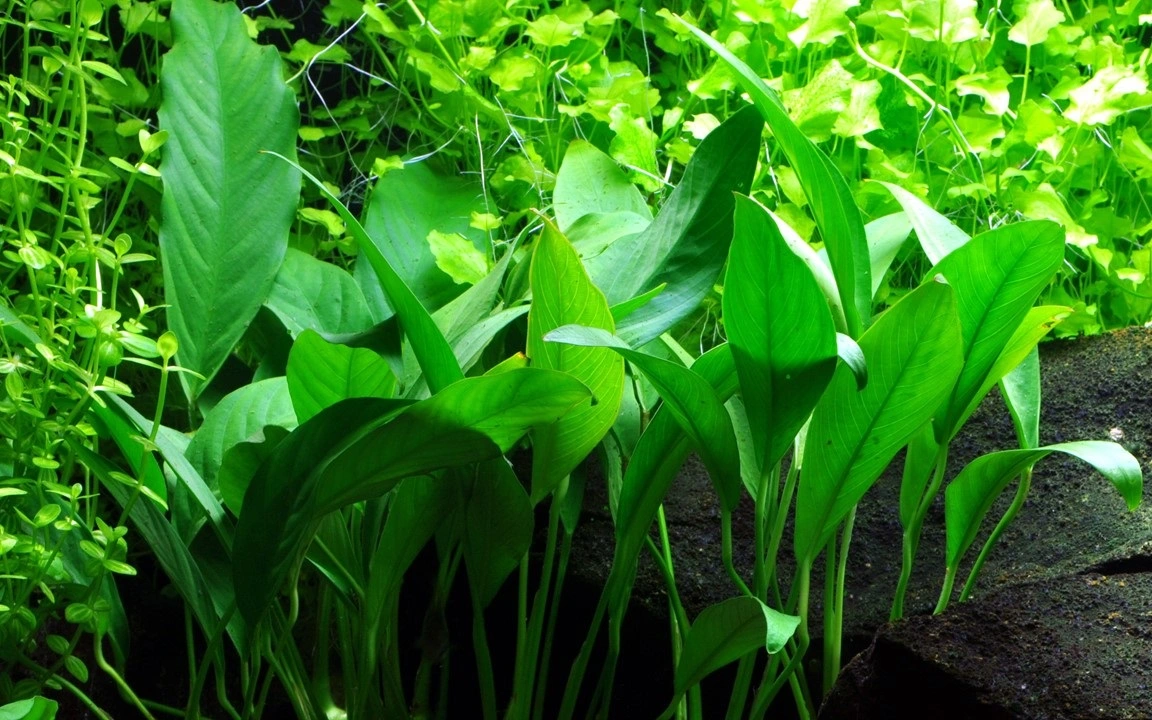 Tropica Akvarieplante i potte Anubias barteri variant glabra