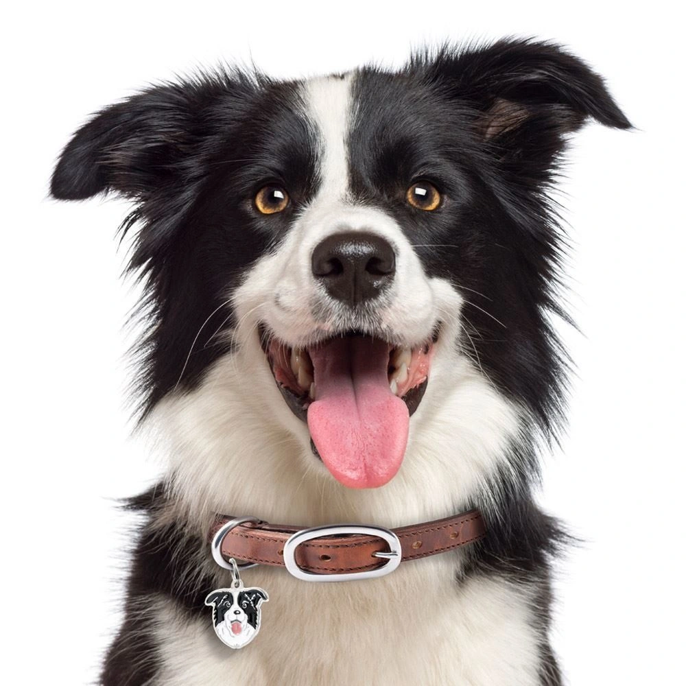 My Family Hundetegn Friends Border Collie