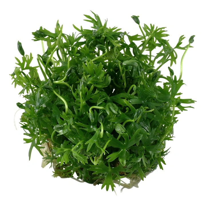 Tropica Ranunculus inundatus 1-2-GROW